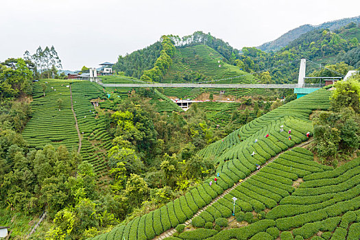 中国广西贺州昭平生态茶园春季自然风光景色优美