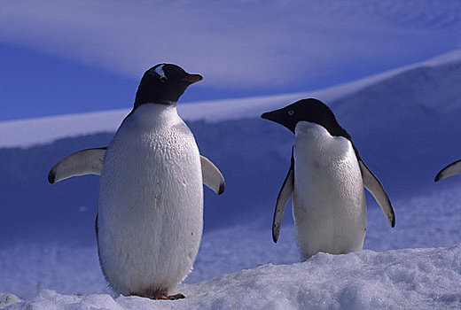 南极,巴布亚企鹅,阿德利企鹅
