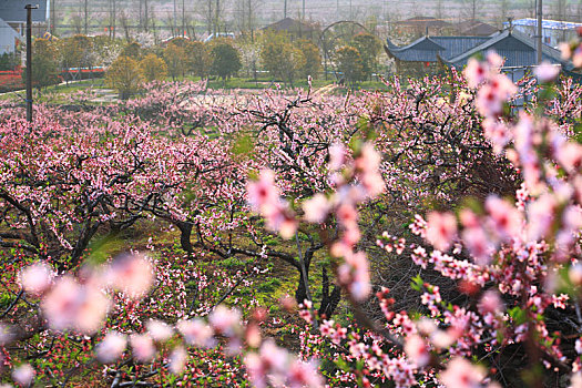 桃林,桃花,花海