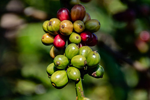 咖啡树咖啡果