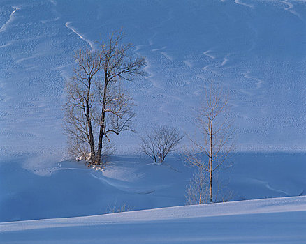 雪原