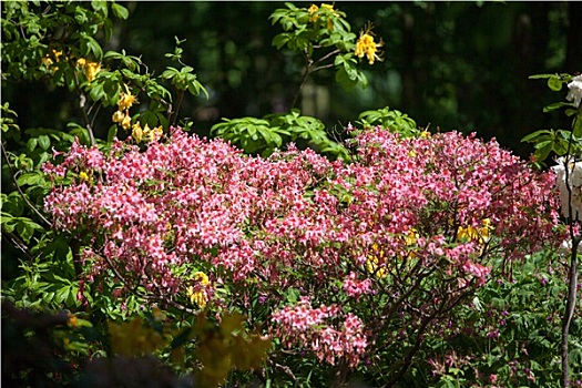 杜鹃花属植物