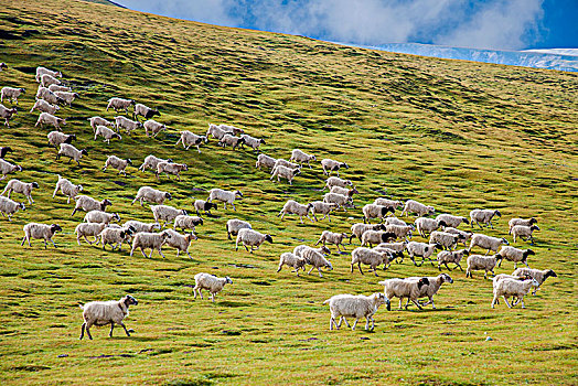 青海海南共和县鄂拉山区草原牛羊群