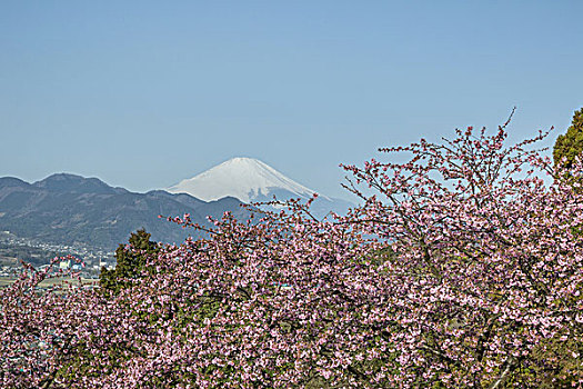 香草园,神奈川,日本