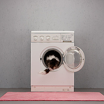 狗,洗衣机