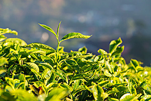 茶,植物,茶园,喀拉拉,西高止山,印度,亚洲