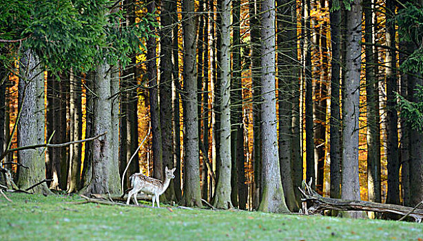 扁角鹿,黇鹿,自然公园,维也纳,树林,下奥地利州,奥地利,欧洲