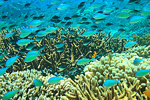 鱼群,靠近,礁石,岛屿,班达海,印度尼西亚