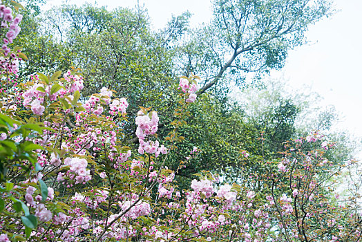 樱花公园的樱花树