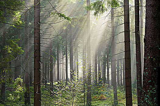 阳光,树,木头,夏天,国家公园,哈尔茨山