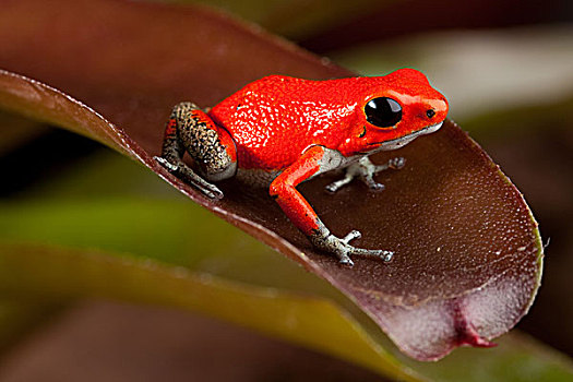 红色,青蛙
