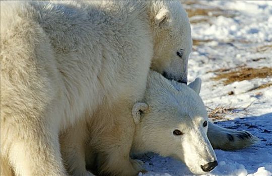 女性,北极熊,幼兽,丘吉尔市,哈得逊湾,加拿大