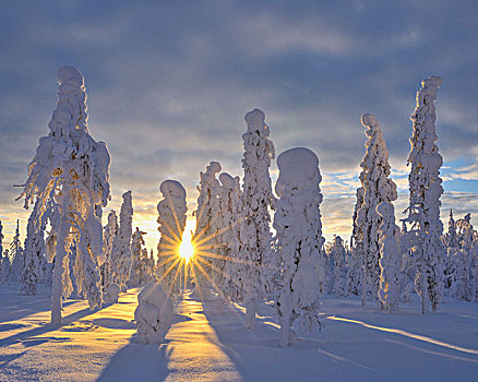 积雪,风景,冬天,库萨莫,芬兰