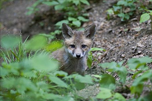 年轻,红狐,狐属,小动物,莱茵兰普法尔茨州,德国,欧洲
