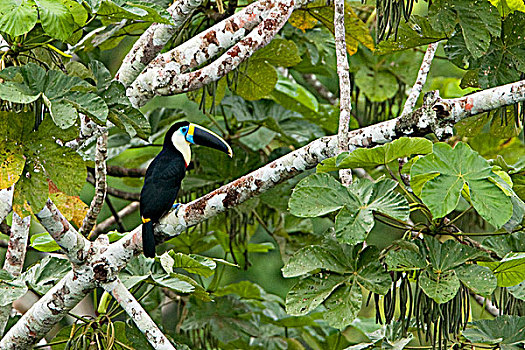 栖息,枝条,靠近,河,亚马逊地区,厄瓜多尔