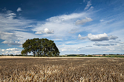 树,作物,小麦,靠近,北安普敦郡