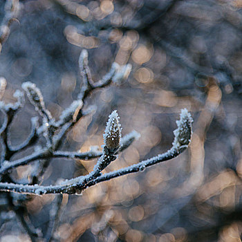 冬天,冰雪