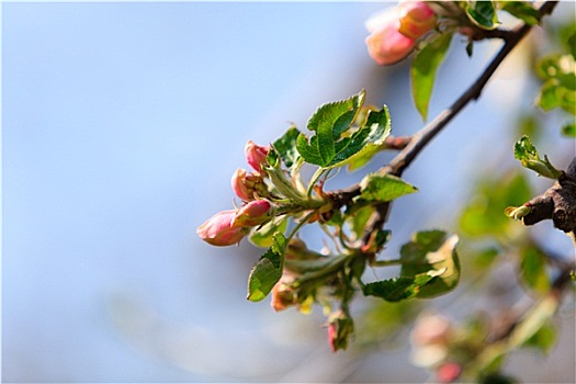 自然,粉色,花,枝条,苹果树