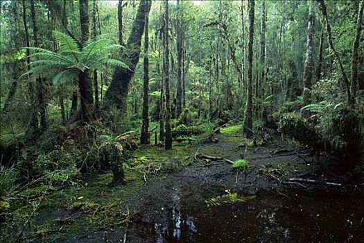 雨林,西海岸,南方,岛屿,新西兰