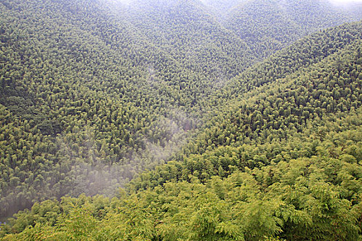 山谷,竹林,俯视