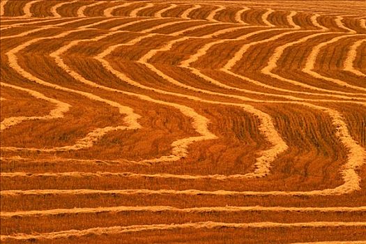 刈痕,谷物,艾伯塔省,加拿大