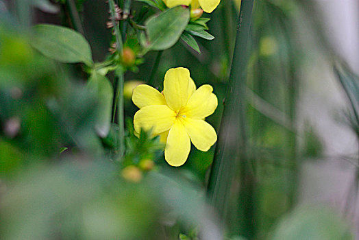 迎春花