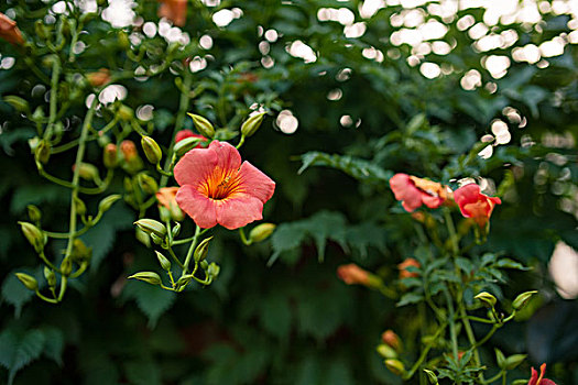 花的特写