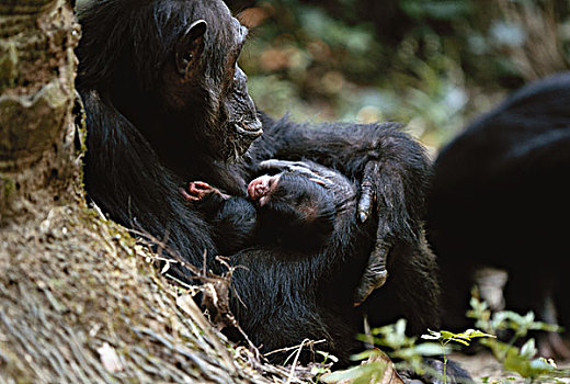 坦桑尼亚,黑猩猩,冈贝河国家公园,新生,雌性,大幅,尺寸