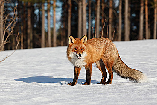 狐狸,冬天