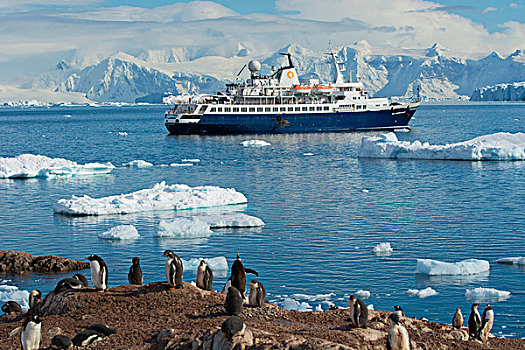 南极,港口,巴布亚企鹅,生物群,游船