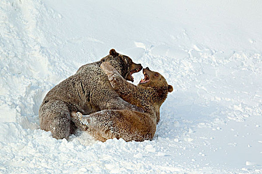 大灰熊,棕熊,两个,成年人,争斗,雪中,俘获,蒙大拿,美国