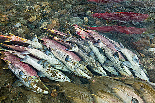 红大马哈鱼,红鲑鱼,脱色,畜体,堤岸,亚当斯河,产卵,省立公园,不列颠哥伦比亚省,加拿大