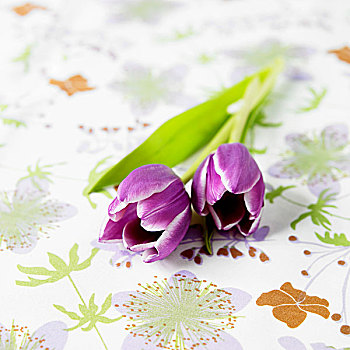 两个,紫色,郁金香,花,布