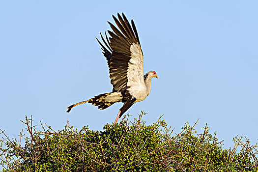 展翅,马赛马拉国家保护区,肯尼亚,非洲