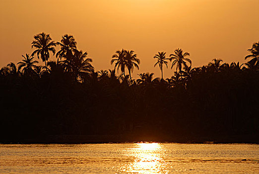 日落,棕榈树,死水,北方,喀拉拉,南印度,印度,亚洲