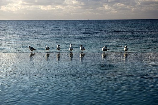 海鸥,站立,边缘,大巴哈马岛,岛屿,巴哈马
