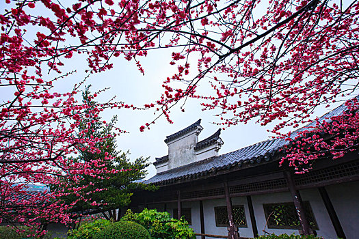 红梅,梅花,紫荆花,春色