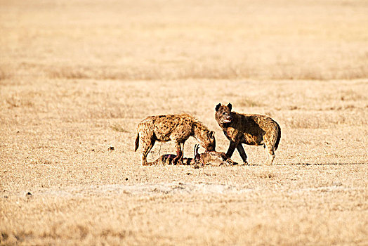 两个,斑点土狼,斑鬣狗,进食,畜体,恩戈罗恩戈罗火山口,坦桑尼亚