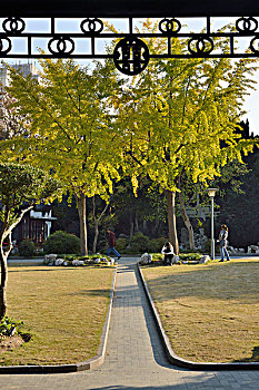 桂林公园银杏