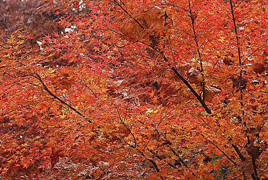 枫树,枫叶,红色,橙色,金黄,树林,树叶,秋天,自然风光