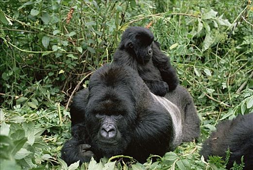 山地大猩猩,大猩猩,银背大猩猩,幼仔,维龙加山,卢旺达