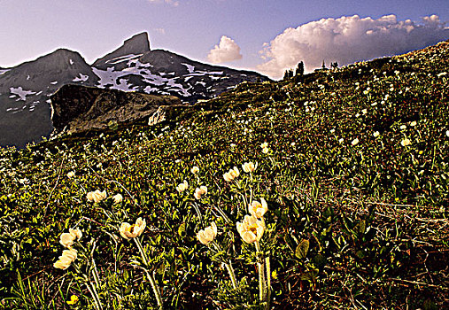 西部,银莲花,花,黑色,獠牙,省立公园,不列颠哥伦比亚省,加拿大