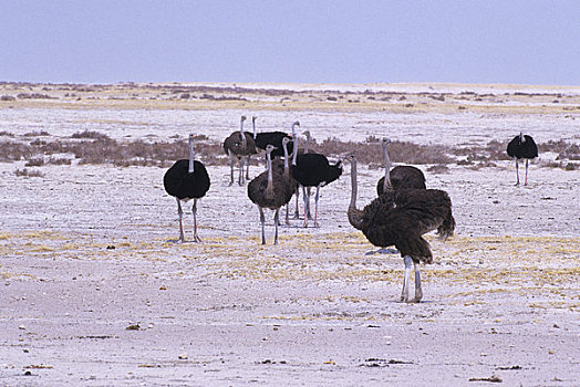 非洲,纳米比亚,埃托沙国家公园,鸵鸟