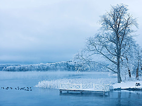 风景,冬天,湖岸