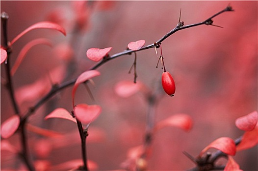 伏牛花,浆果