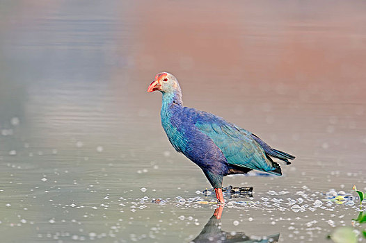 紫水鸡,紫色,巴拉特普尔,拉贾斯坦邦,印度,亚洲