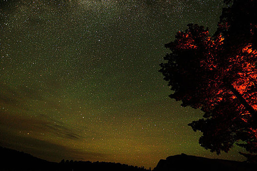 树,光亮,营火,星空,阿尔冈金省立公园,安大略省,省,加拿大,北美