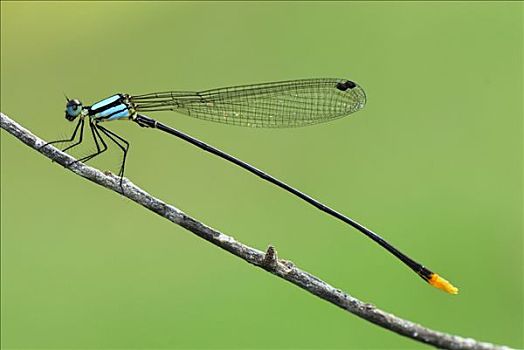 蜻蛉,国家公园,泰国