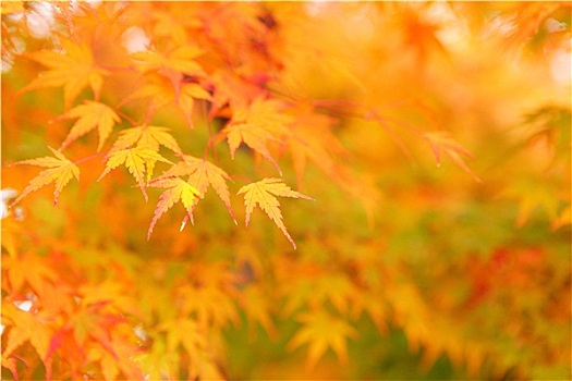 枫树,秋季