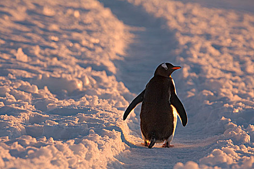 巴布亚企鹅,休息,企鹅,小路,生物群,南极半岛
